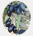 Ripe Kalamata Olives