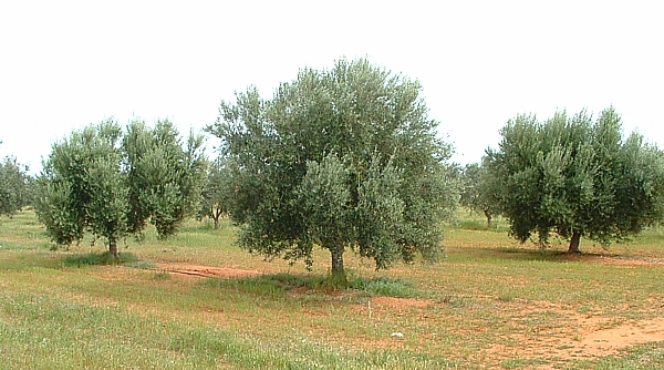 Koroneiki