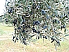 Kalamata Olives