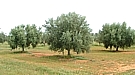 Koroneiki Trees