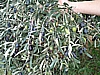 Jumbo Olives