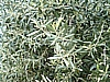 Flowering Frantoio