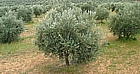 Frantoio Trees