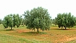 Olive Trees